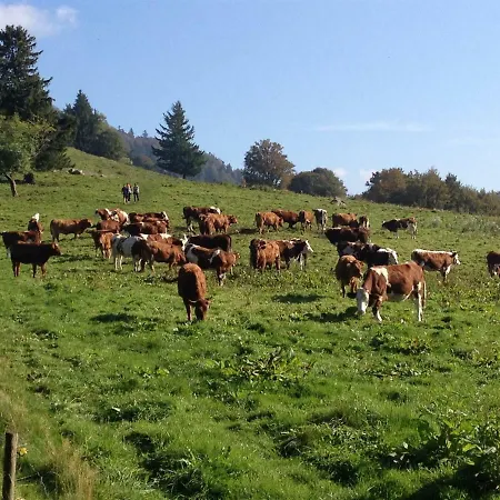 Hoefener Huette Daire *